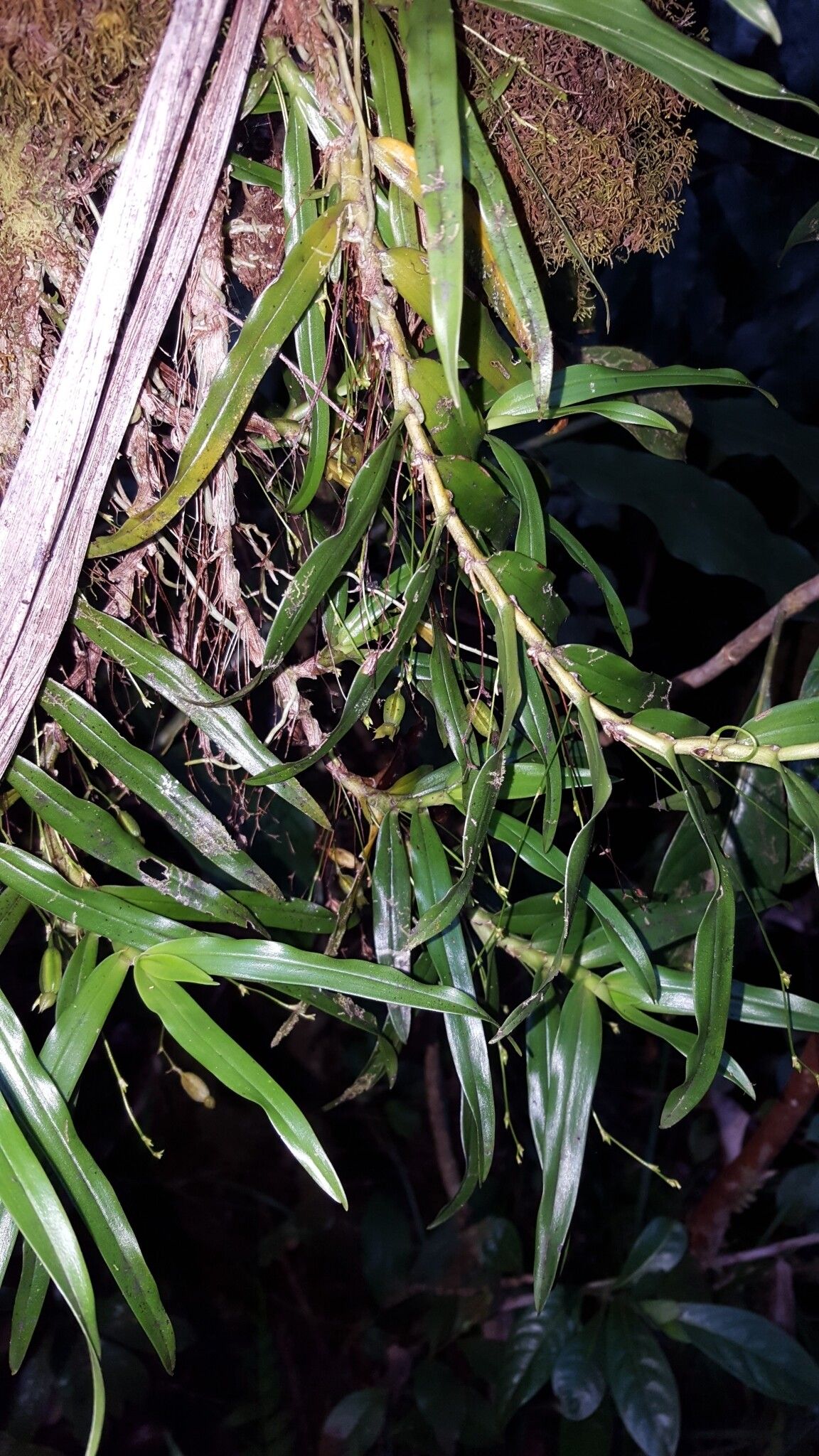 Angraecum multiflorum — houseplant care guide