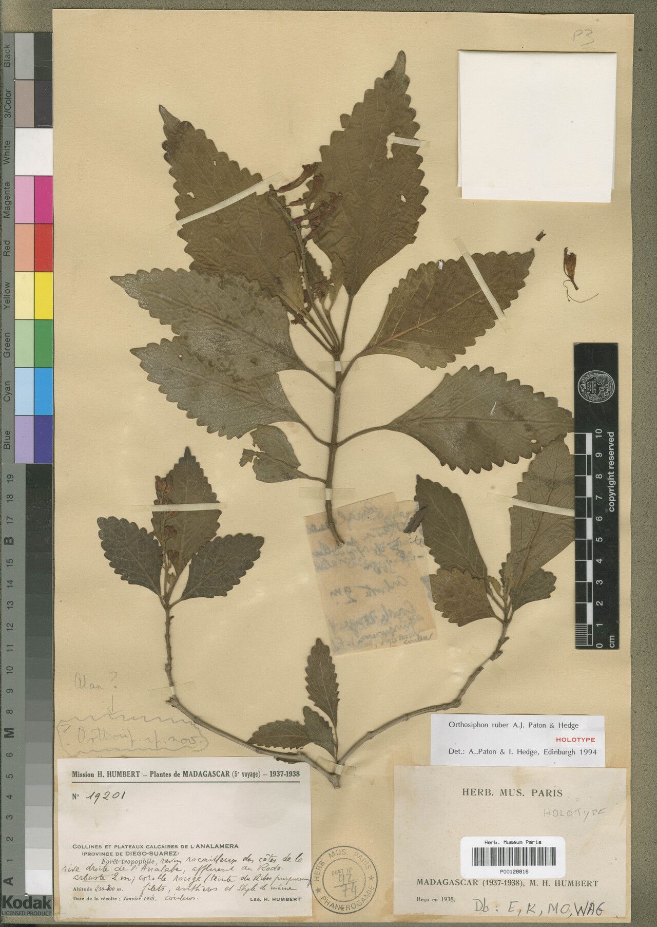 Orthosiphon ruber — houseplant care guide