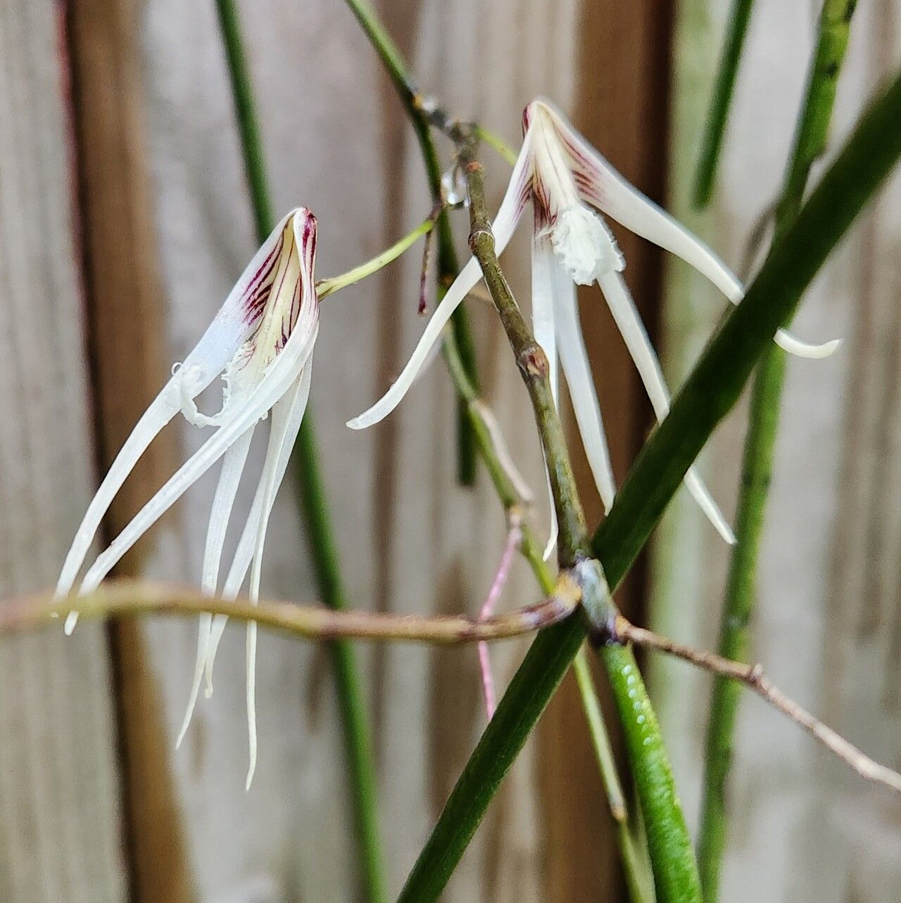 Dendrobium teretifolium — houseplant care guide