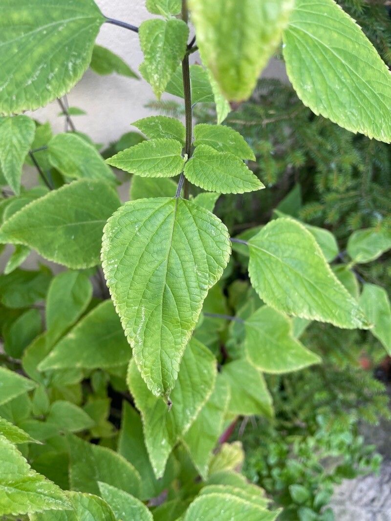 Salvia guaranitica leaf