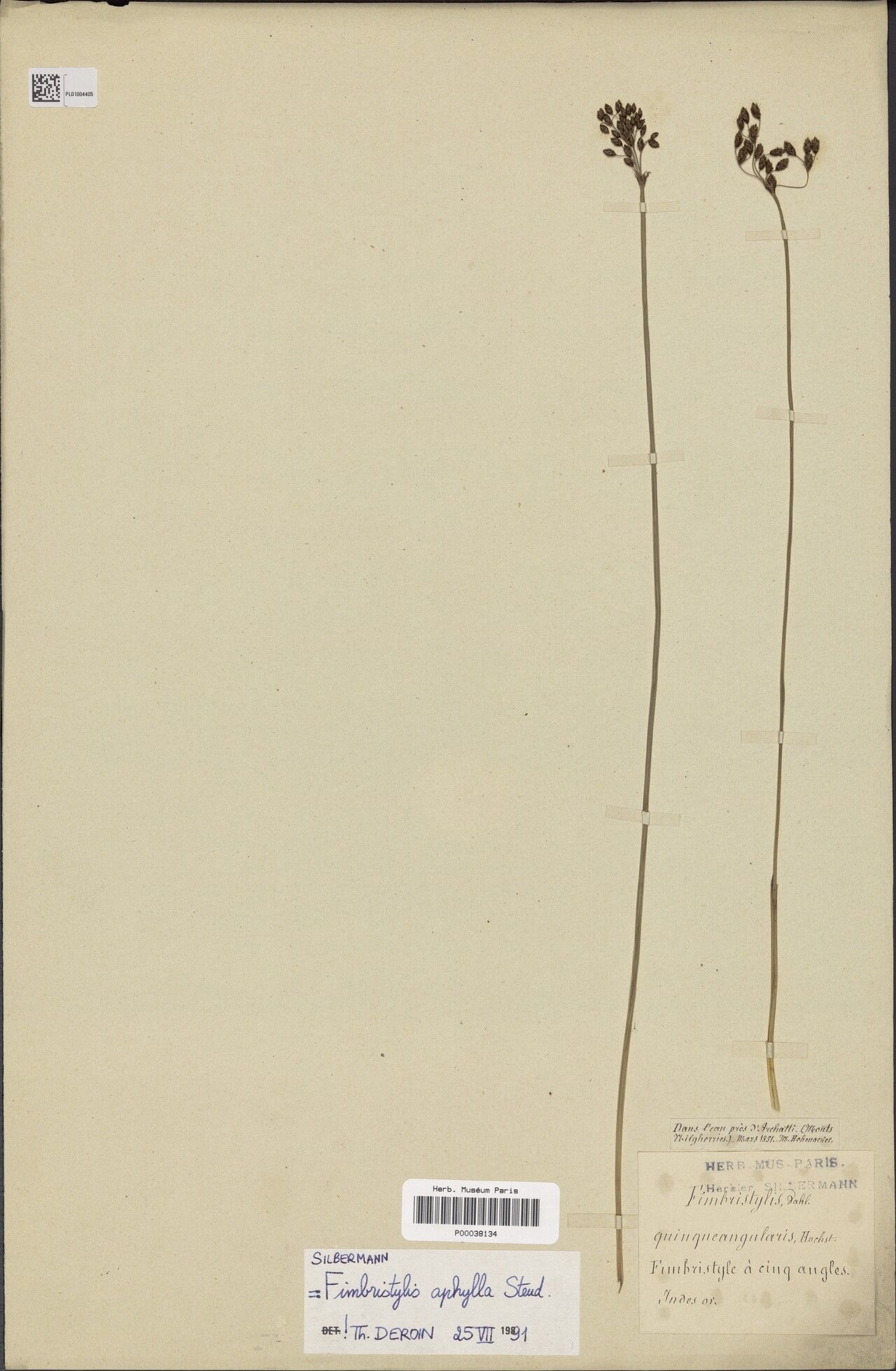 Fimbristylis aphylla — related species from the same genus