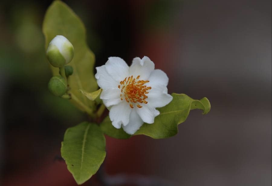 Xylotheca kraussiana flower