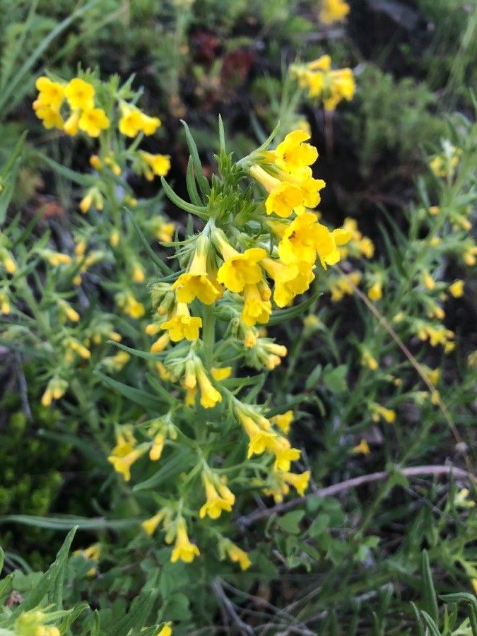 Lithospermum multiflorum — houseplant care guide