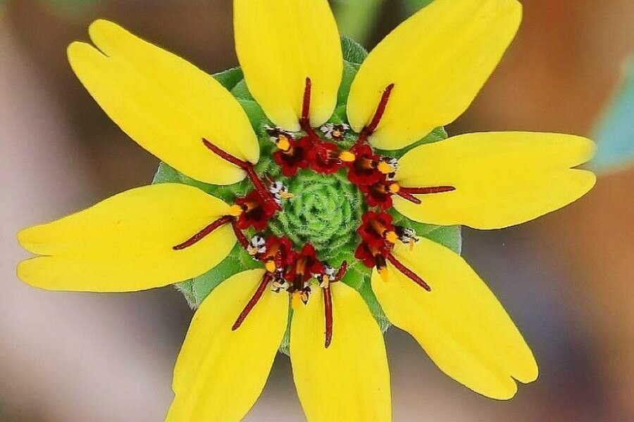 Berlandiera lyrata flower