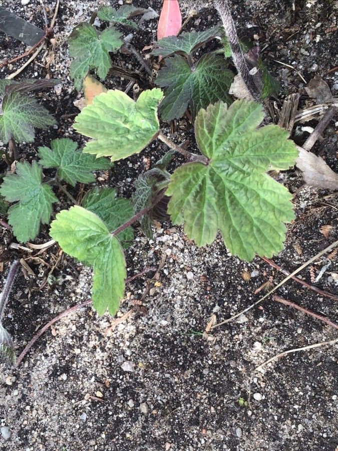 Anemone scabiosa — search result for 'Anemone'