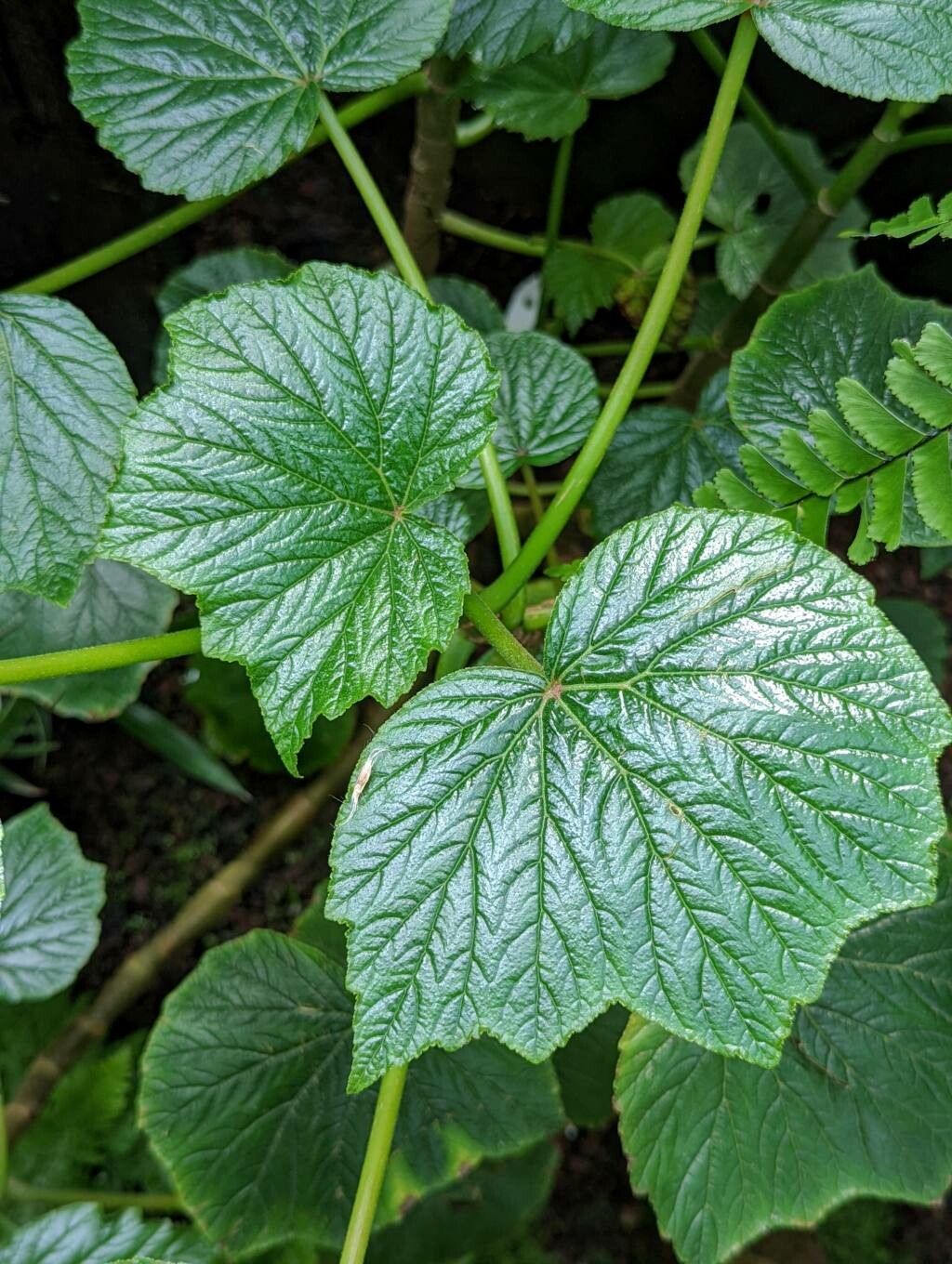 Begonia valida leaf