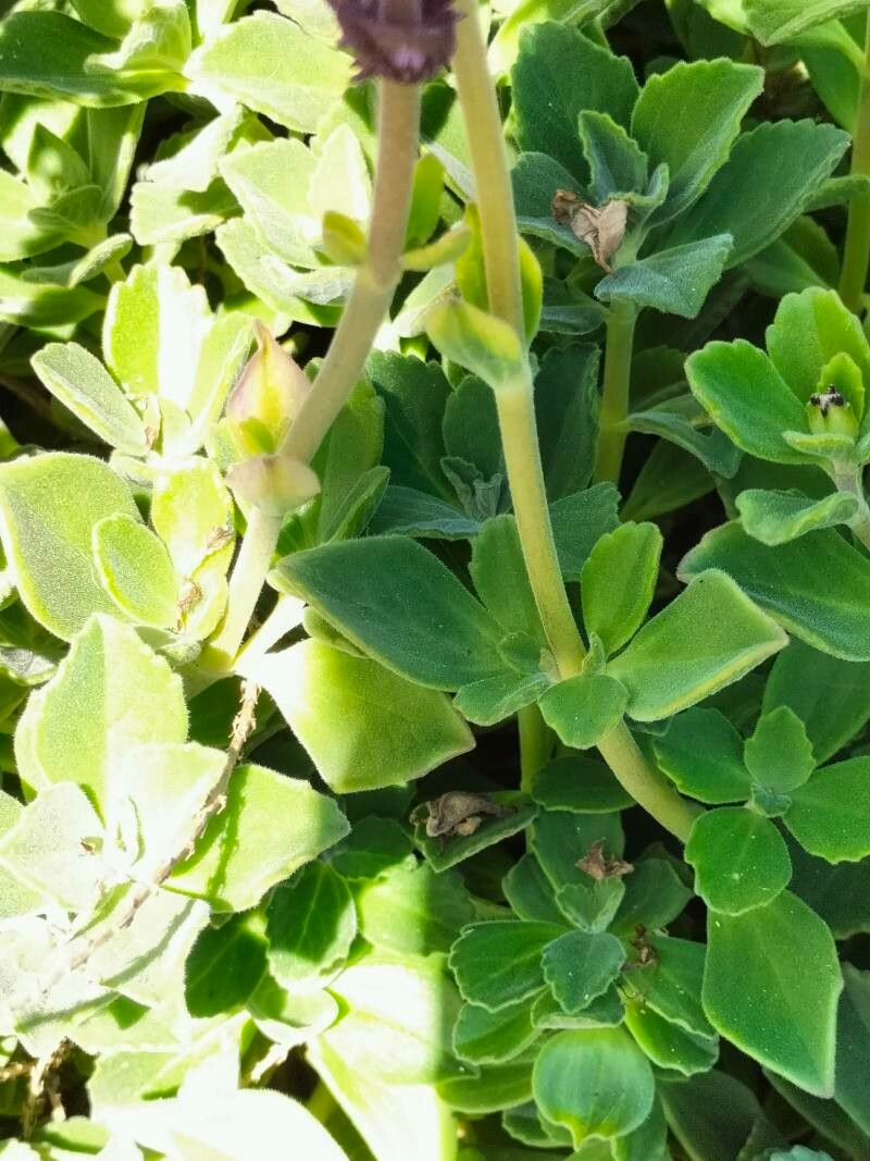 Plectranthus neochilus bark