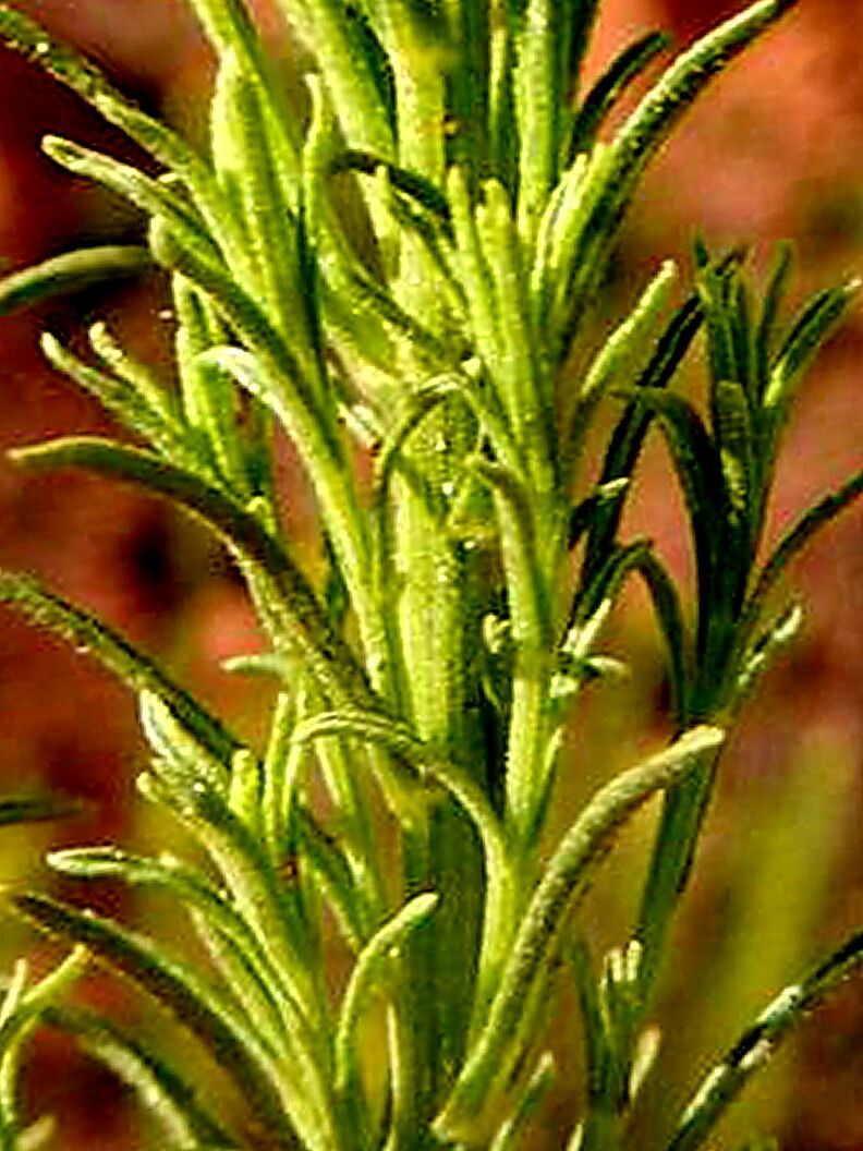 Nidorella anomala — related species from the same genus