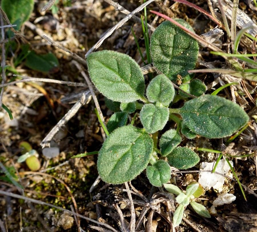 Helianthemum salicifolium — houseplant care guide