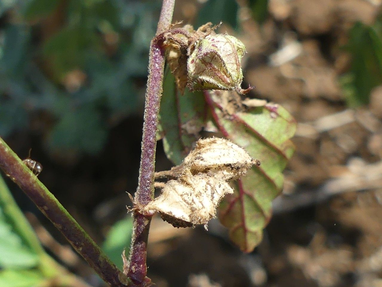 Melochia pyramidata fruit