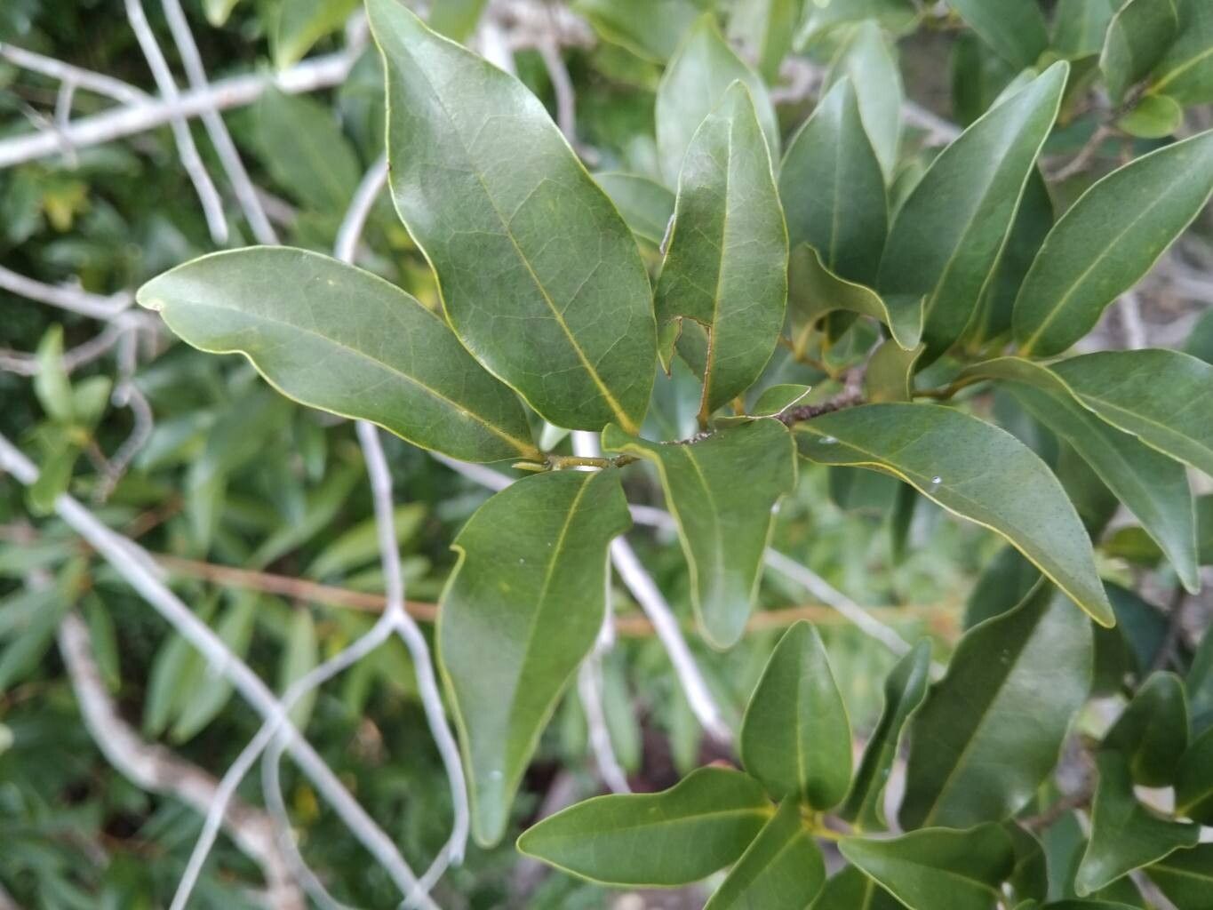 Artabotrys madagascariensis leaf