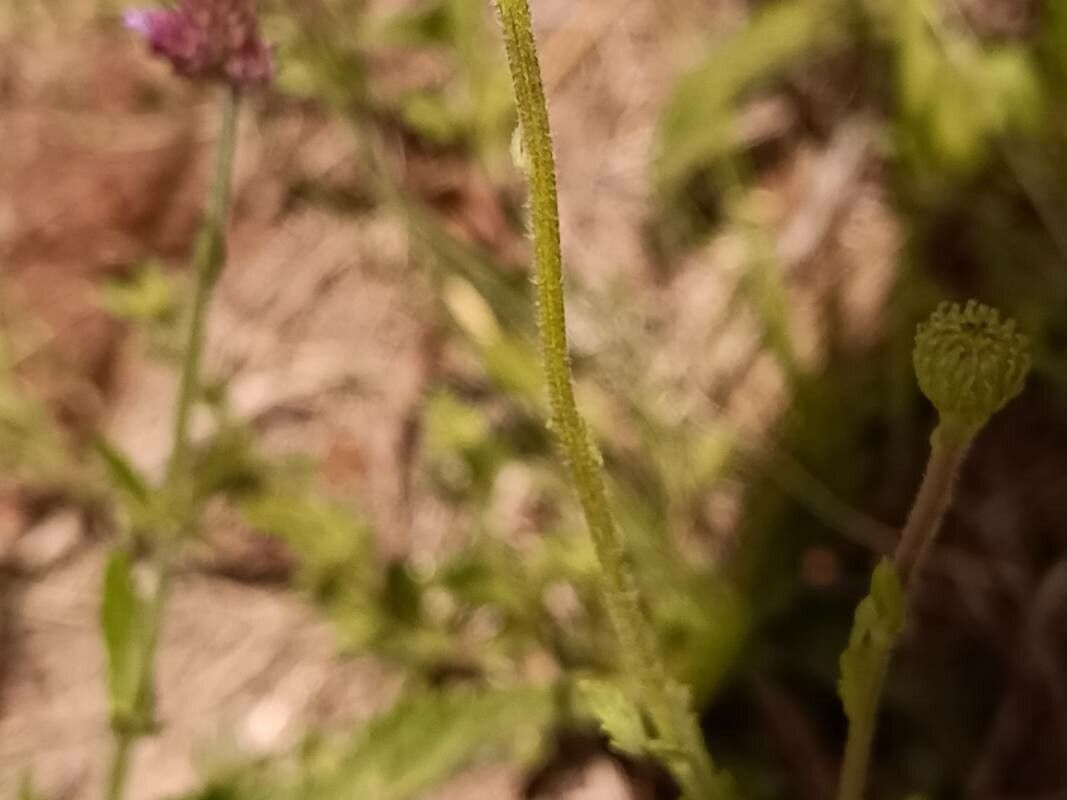 Nidorella podocephala bark