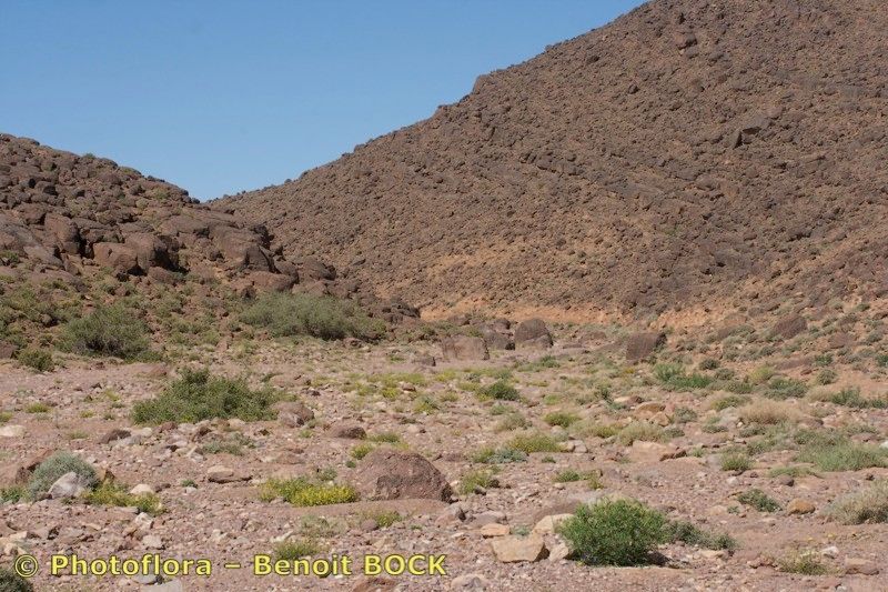 Ononis polyphylla habit