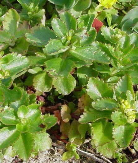 Phedimus litoralis — search result for 'Phedimus'