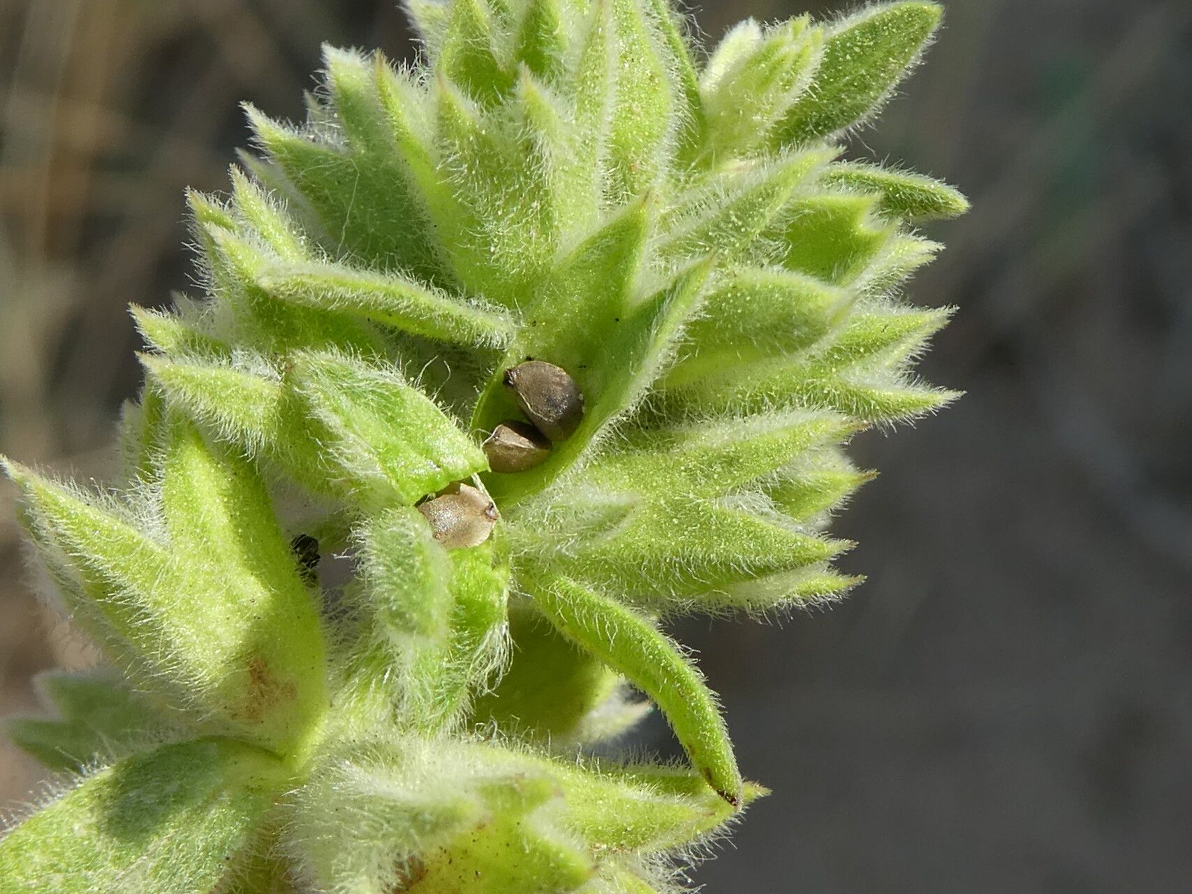 Stachys maritima fruit