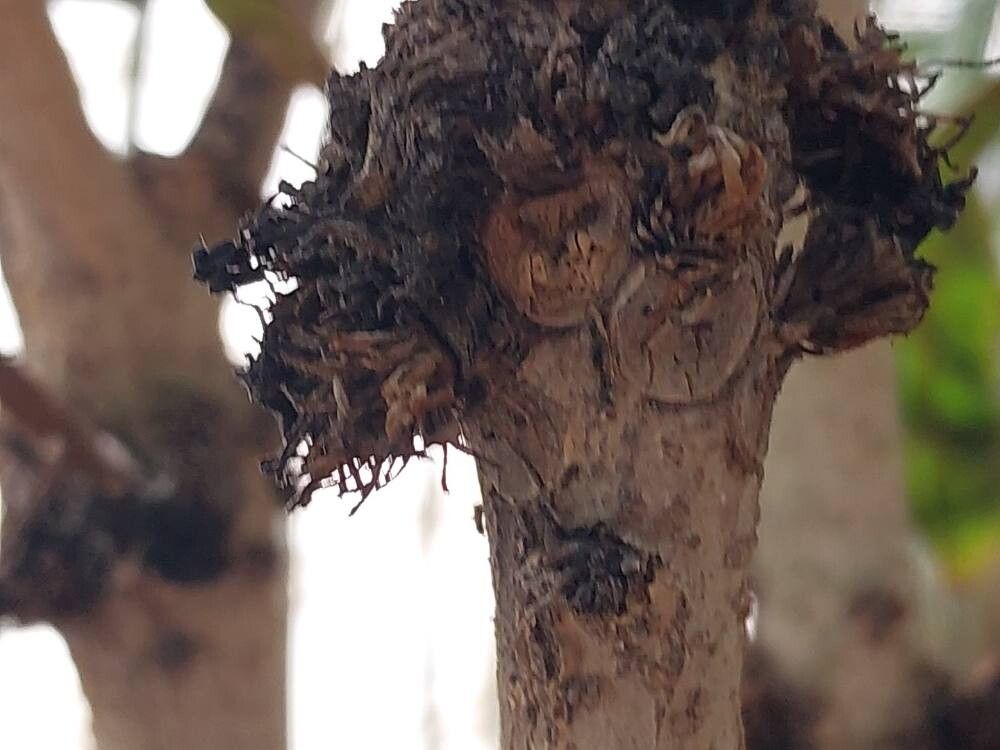 Pittosporum sylvaticum fruit