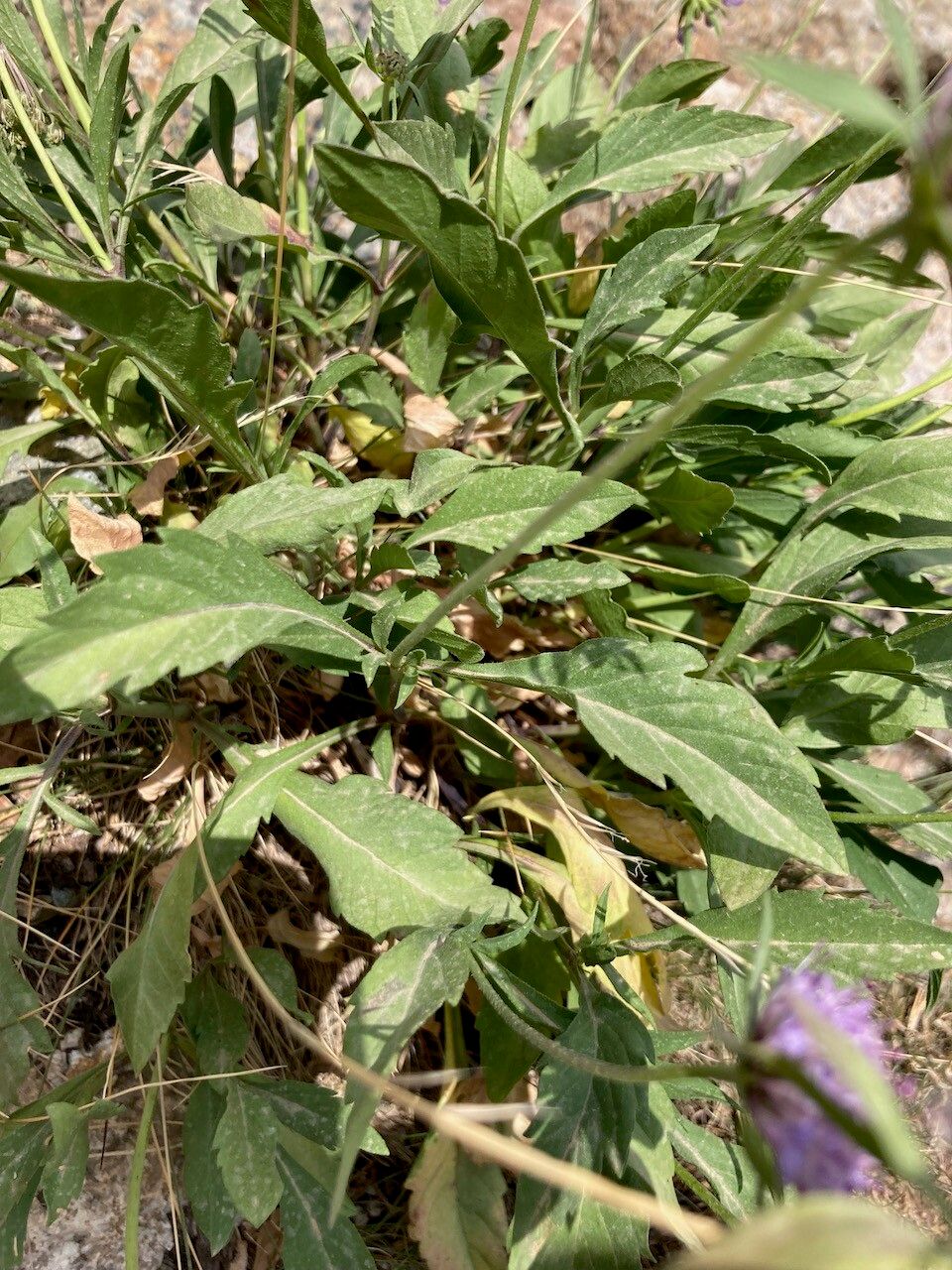 Scabiosa corsica leaf