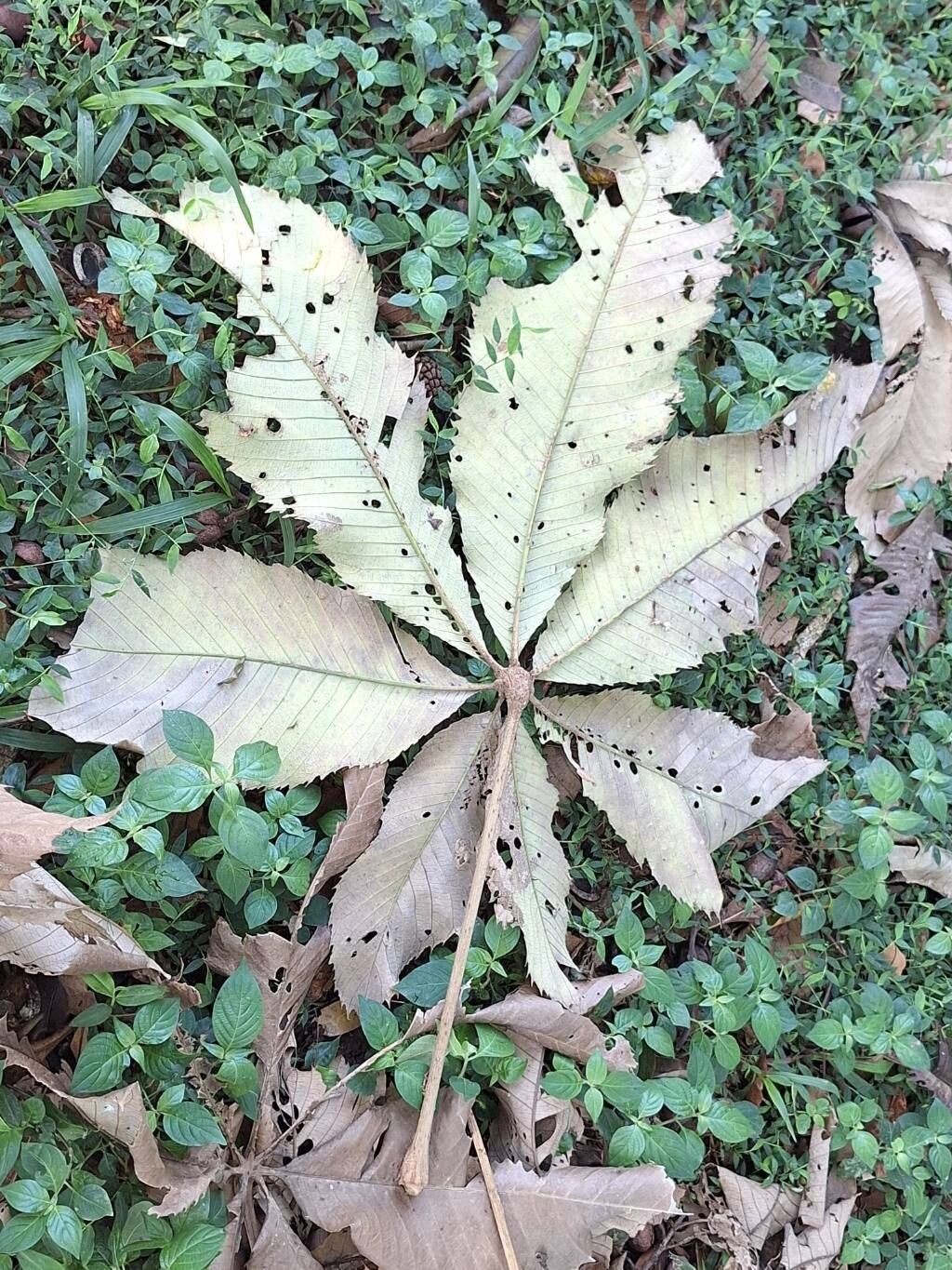 Myrianthus holstii — related species from the same genus