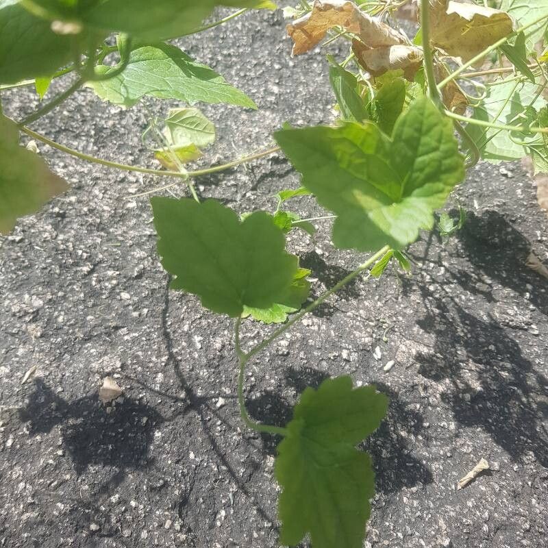 Clematis hirsuta leaf