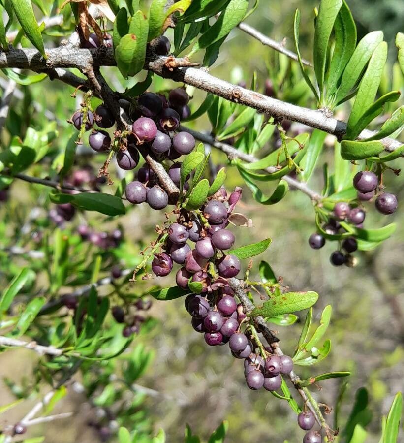 Schinus fasciculata fruit