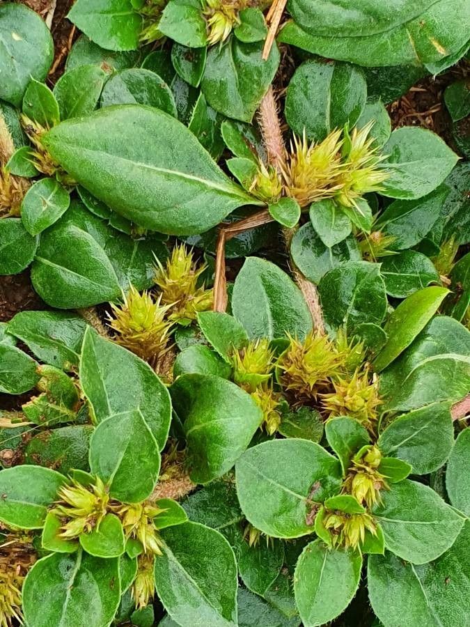 Alternanthera pungens fruit