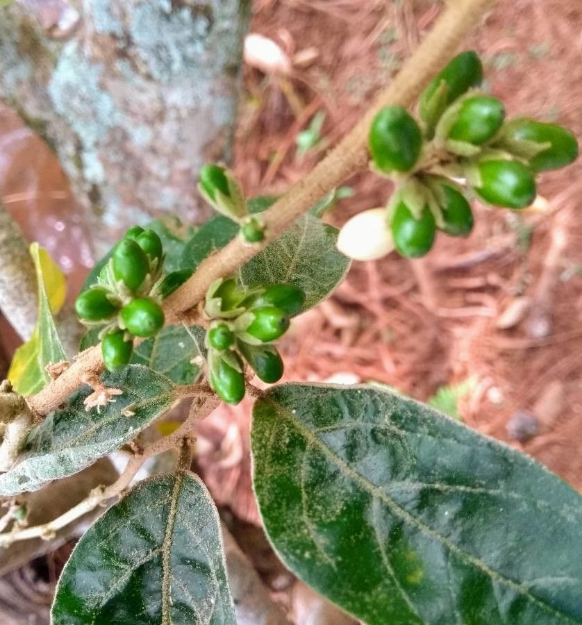 Solanum renschii — houseplant care guide