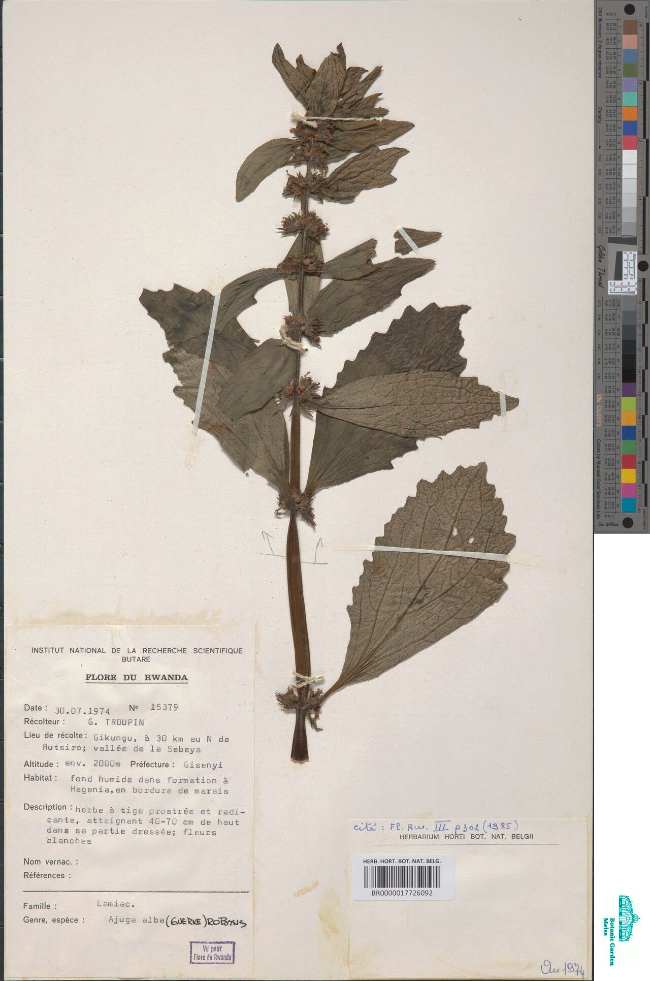 Ajuga leucantha — search result for 'Ajuga'