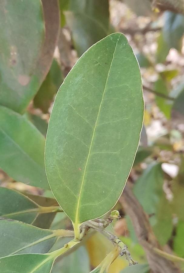 Ocotea porphyria — search result for 'Lauraceae'
