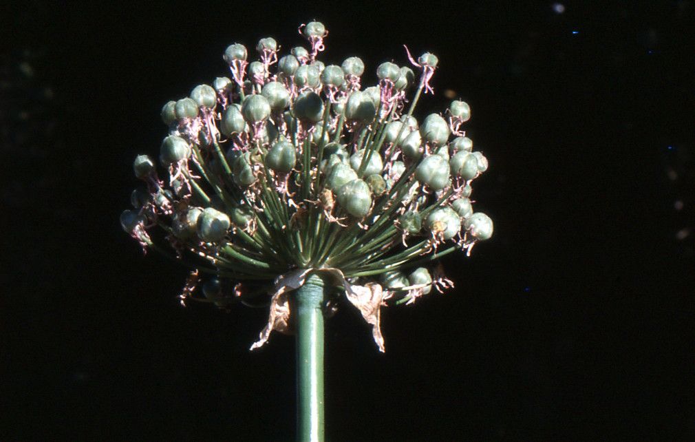 Allium nigrum fruit