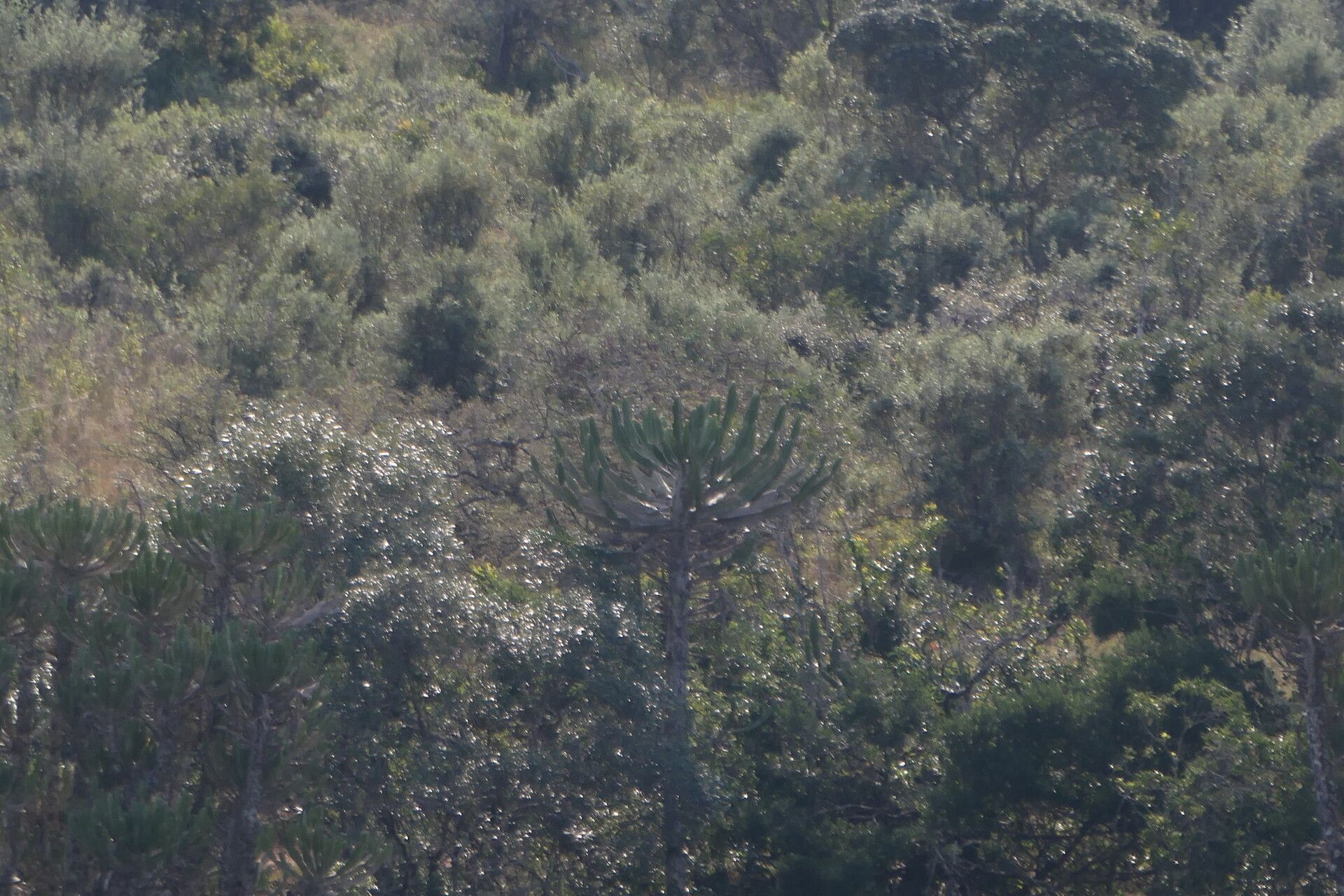 Euphorbia triangularis habit