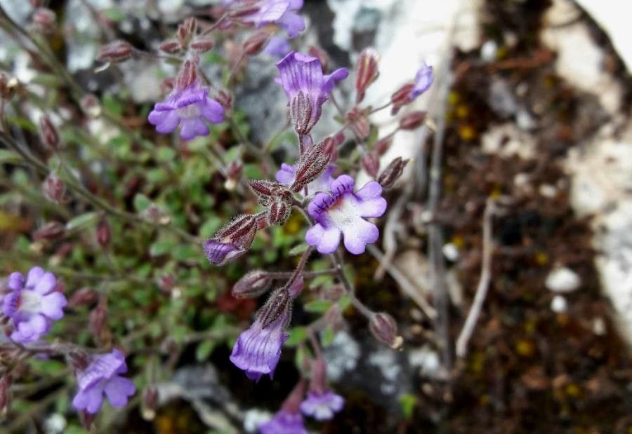Chaenorrhinum origanifolium flower
