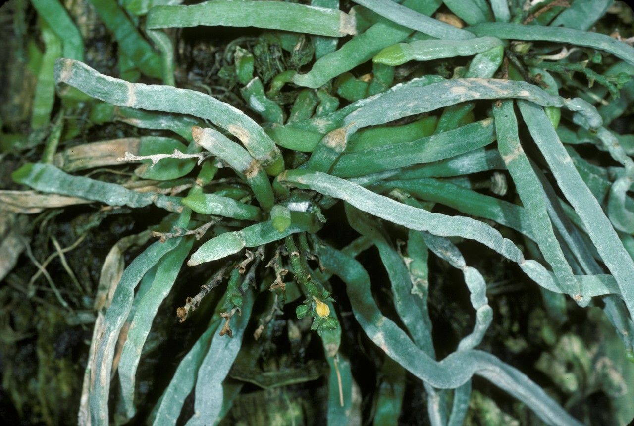 Taeniophyllum fasciola habit