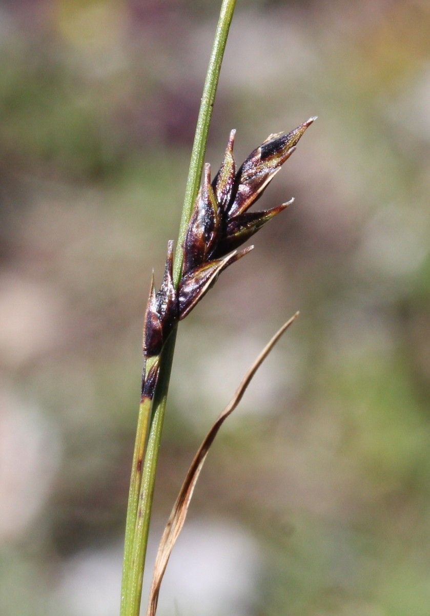 Carex sempervirens fruit