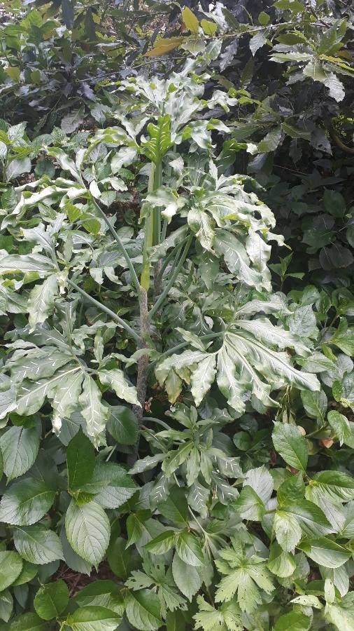 Arisaema flavum — search result for 'Somalia'