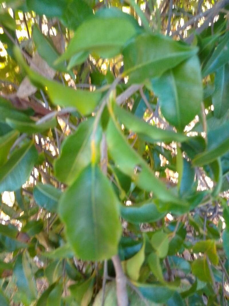 Landolphia myrtifolia — houseplant care guide