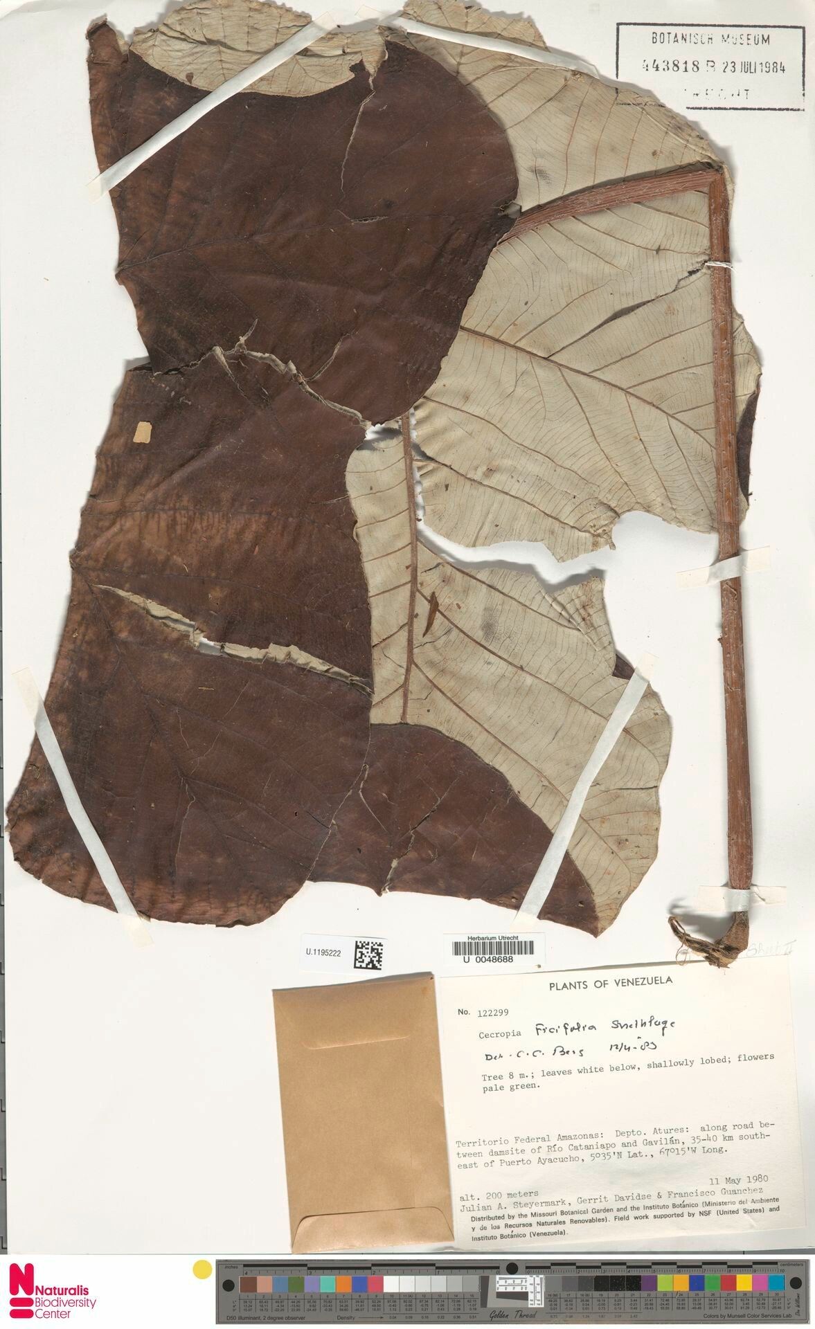 Cecropia ficifolia — related species from the same genus