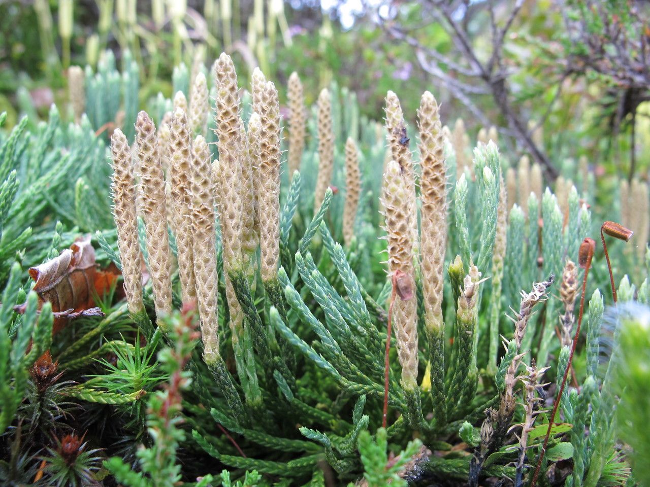 Diphasiastrum oellgaardii flower