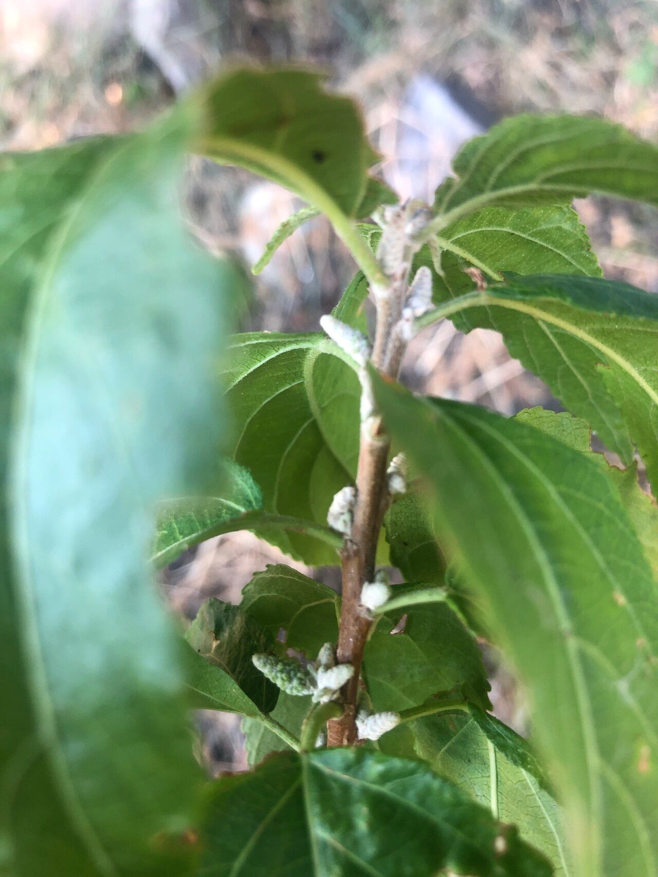 Acalypha pubiflora — houseplant care guide