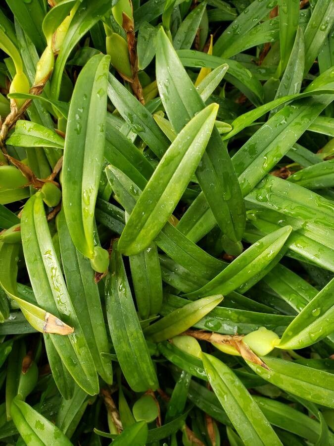 Maxillariella variabilis leaf