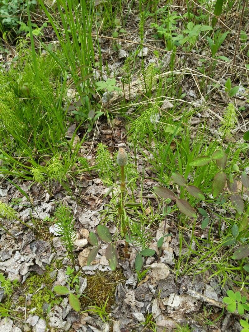 Equisetum sylvaticum fruit