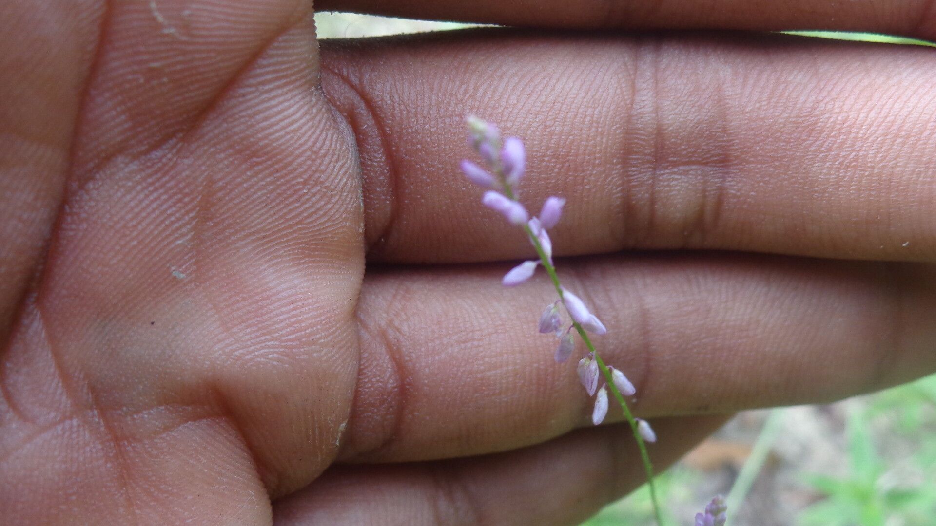 Polygala glochidiata flower