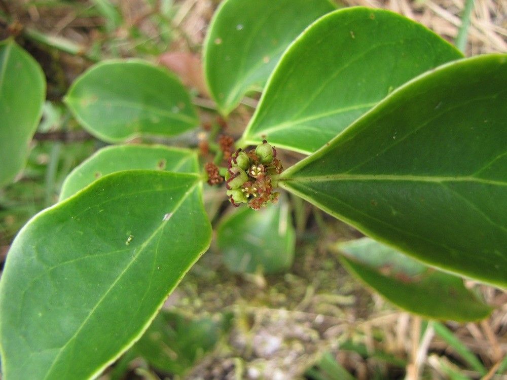 Phyllanthus mandjeliaensis habit