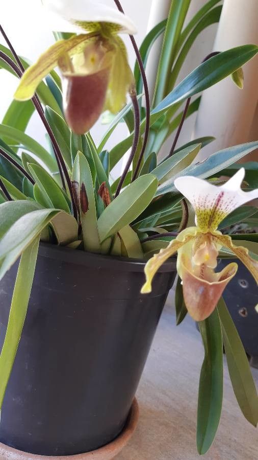 Paphiopedilum insigne habit