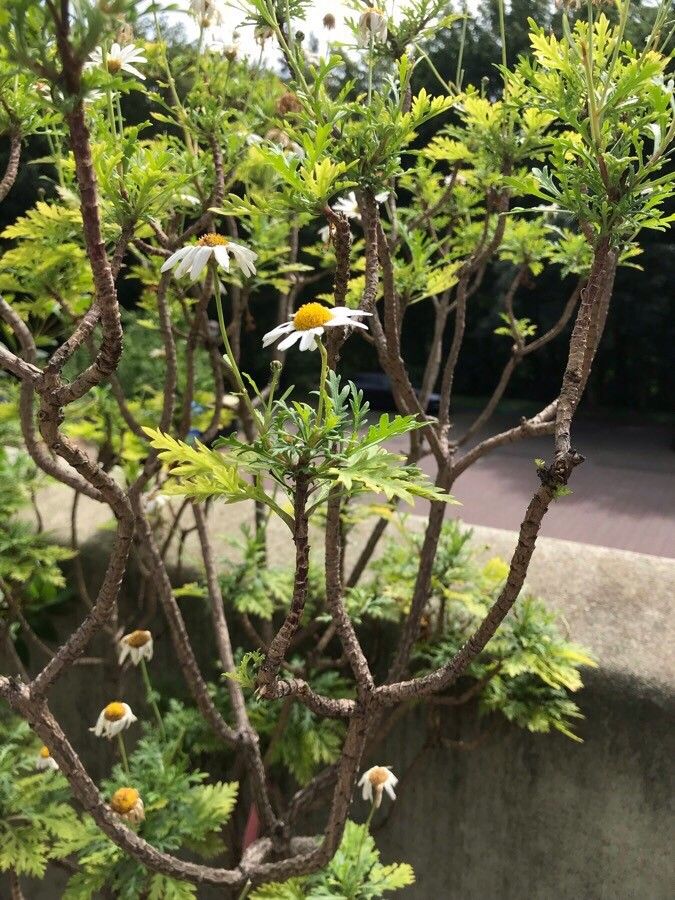 Argyranthemum broussonetii habit