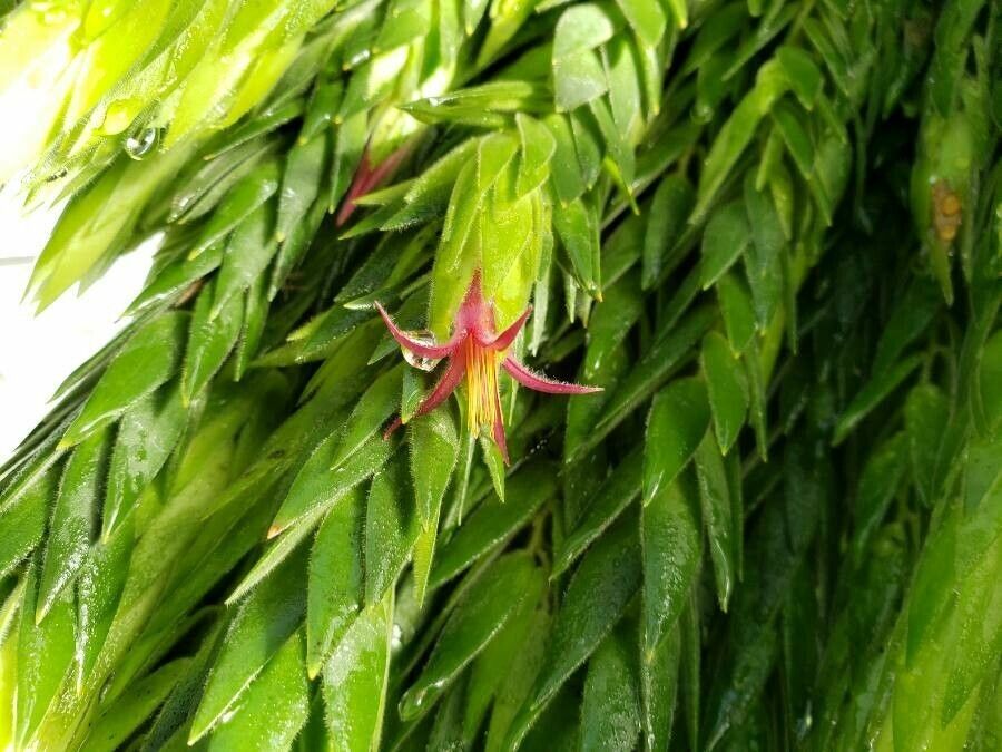 Ceratostema rauhii flower