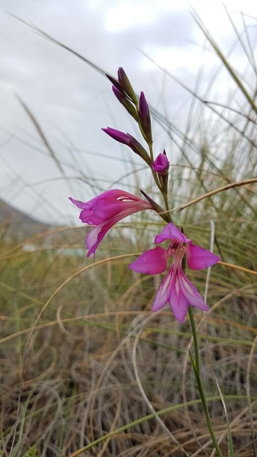 Gladiolus illyricus flower