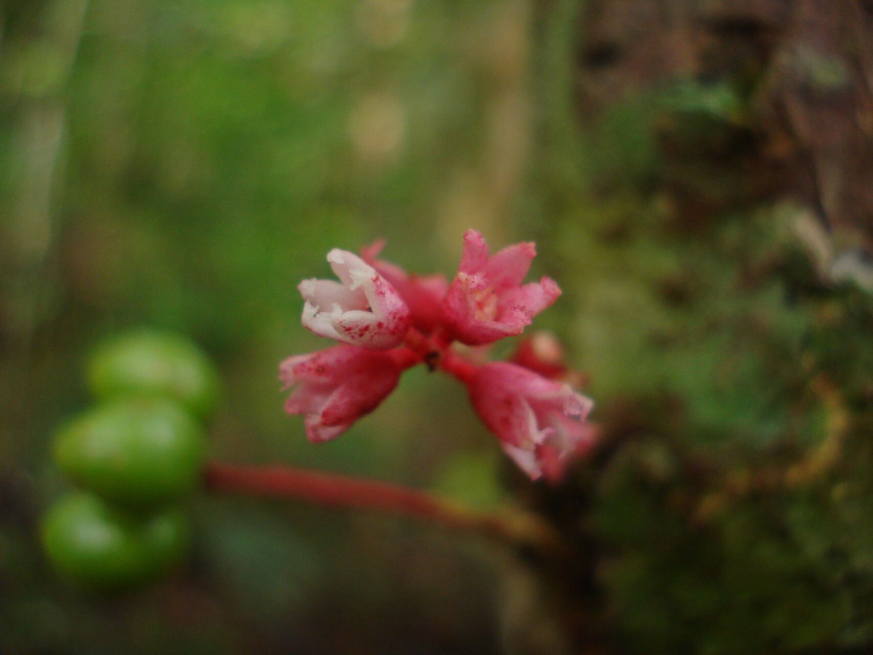Acropogon merytifolius flower