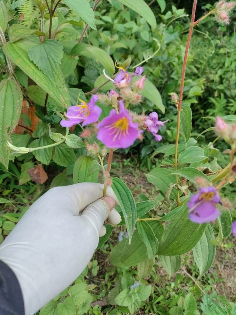 Rhexia virginica — flood tolerant houseplant