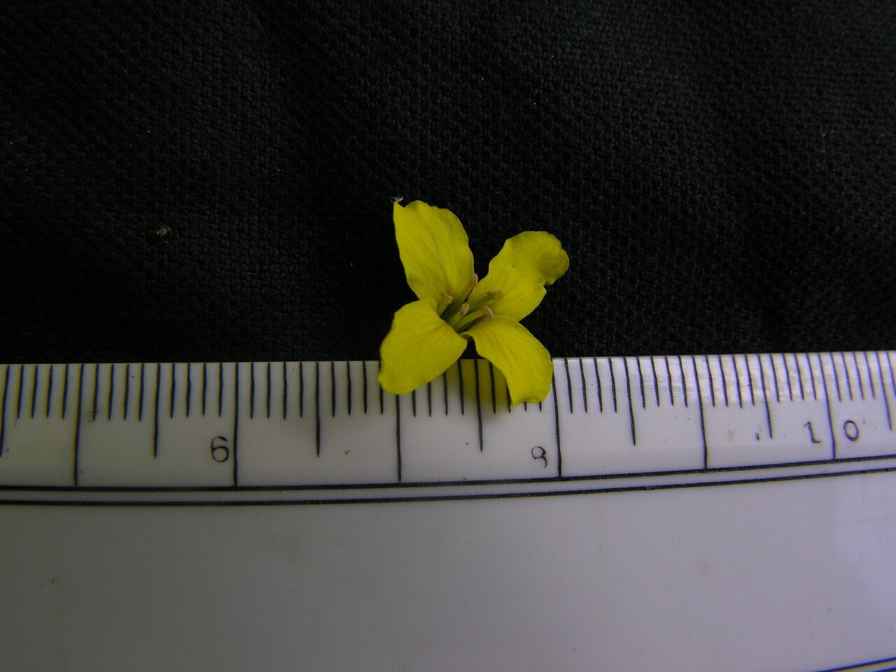 Draba radicans habit