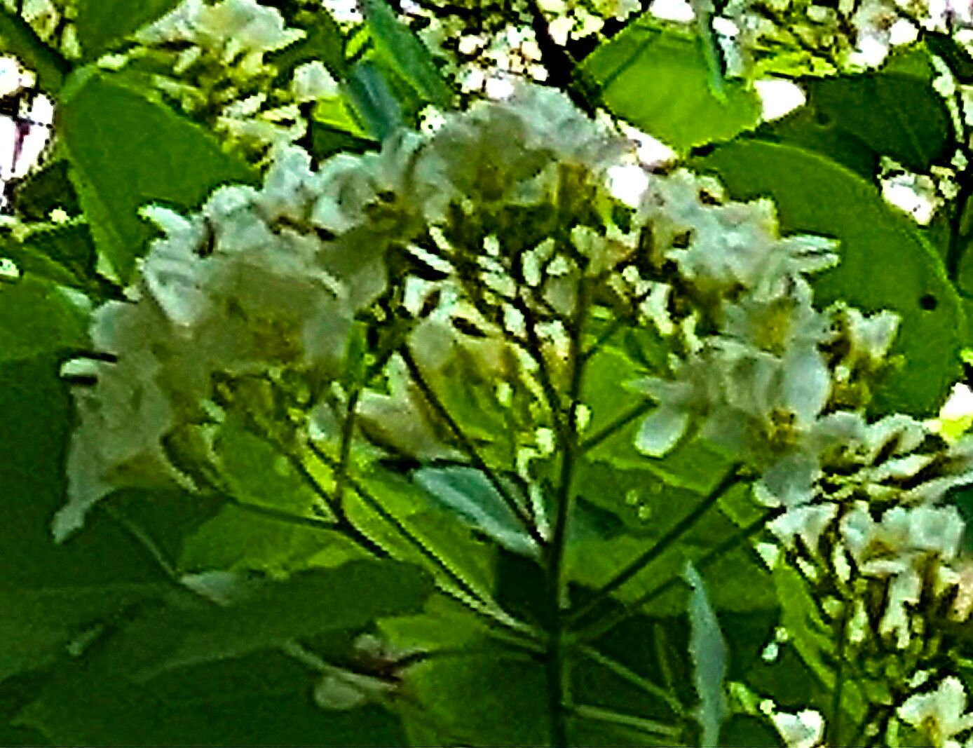 Vernicia montana — houseplant care guide